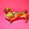 Bandana 100% Laine  de mérinos jaune