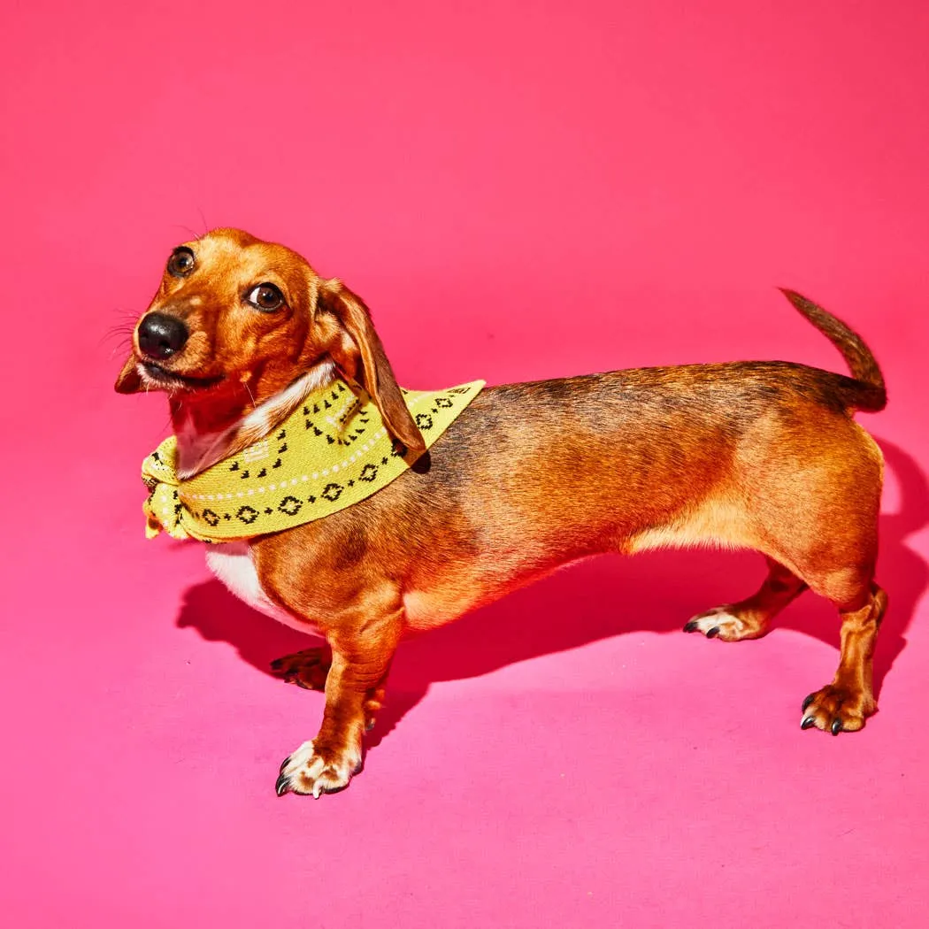 Bandana 100% Laine  de mérinos jaune