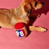 Jouet pour chien - Beurre d'arachide tricoté avec Couineur