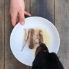 Filets de Maquereau pour Chien