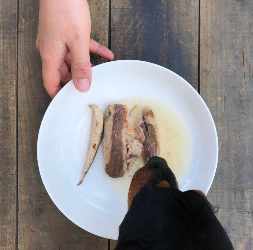 Filets de Maquereau pour Chien