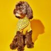 Bandana 100% Laine  de mérinos jaune