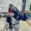 Bulles aromatisées pour chiens et chats – Saveur Poulet rôti