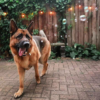 Bulles aromatisées pour chiens et chats – Saveur Poulet rôti