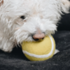 Balle de tennis en laine durable pour jeux avec chien