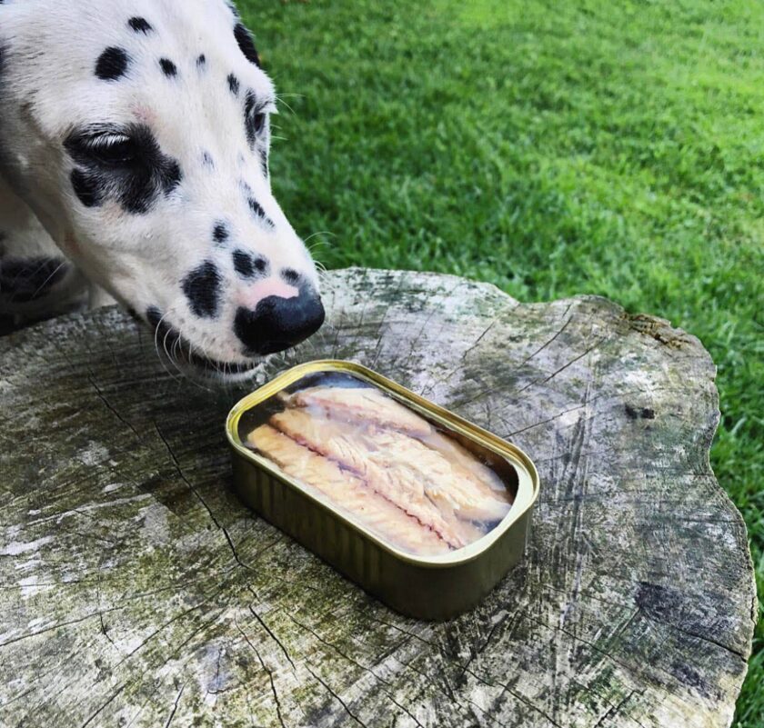 Filets de Maquereau pour Chien