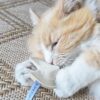 Biscuit de Fortune en Feutre pour Chat - Herbe à Chat 100% Bio