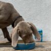 Filets de Maquereau pour Chien