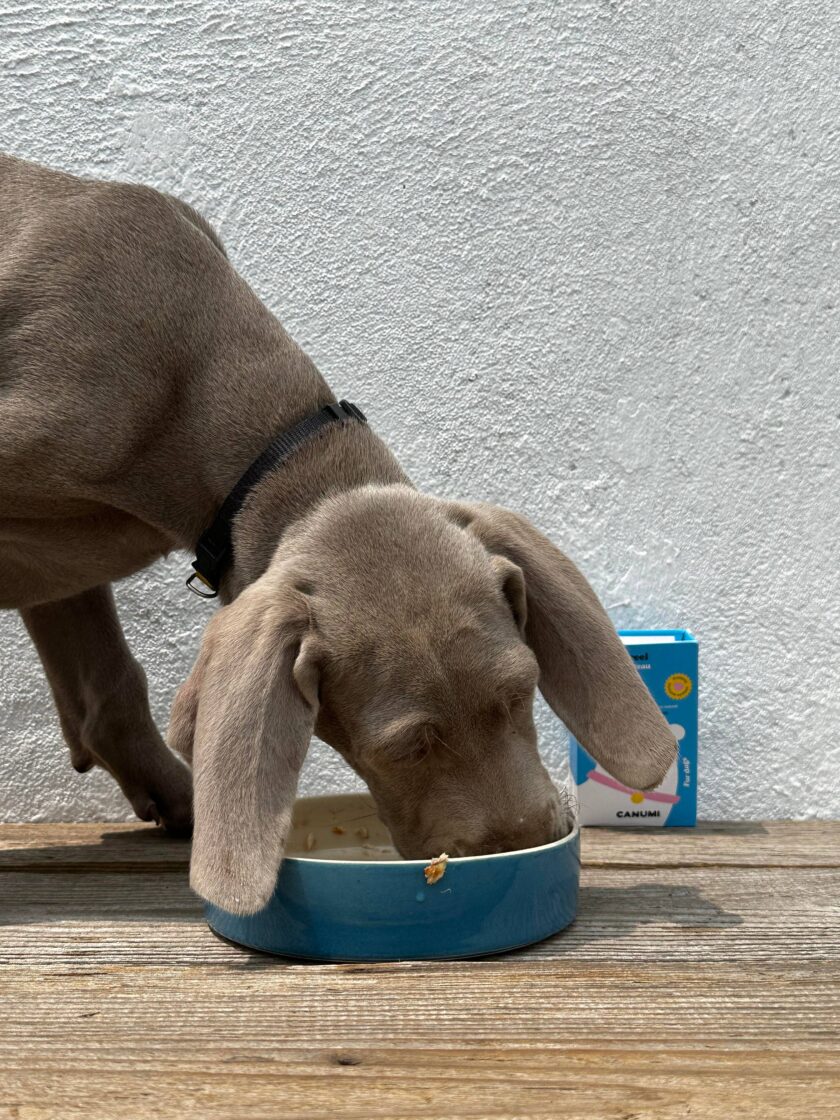 Filets de Maquereau pour Chien