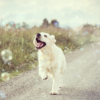 Bulles aromatisées pour chiens et chats – Saveur Poulet rôti