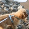 Harnais classique pour chien Hunter Sky