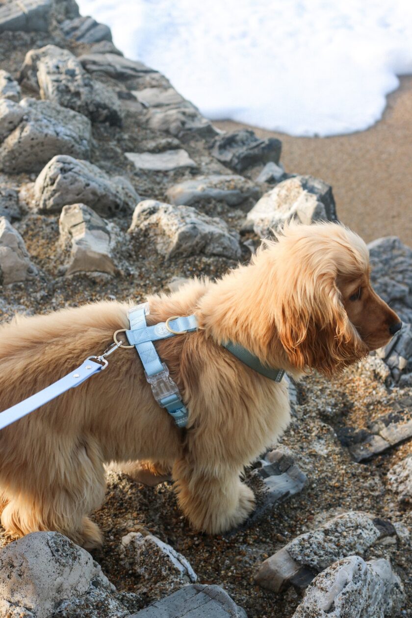 Harnais classique pour chien Hunter Sky