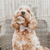 Bulles aromatisées pour chiens et chats – Saveur Poulet rôti