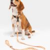 Laisse  pour chien 1,2 m en tissu recyclé Orange - Matériaux Durables
