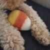Jouet pour chien - Bonbon en Laine