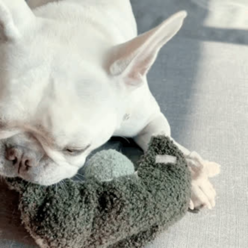 Jouet d'Enrichissement pour chien - Haricot avec balles