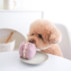 Jouet Enrichissant Petite Two pour Chien - Divertissement