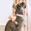 Harnais Classique pour Chien Coloris Cloudberry