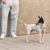 Harnais pour chien en Vichy Blue  Juno