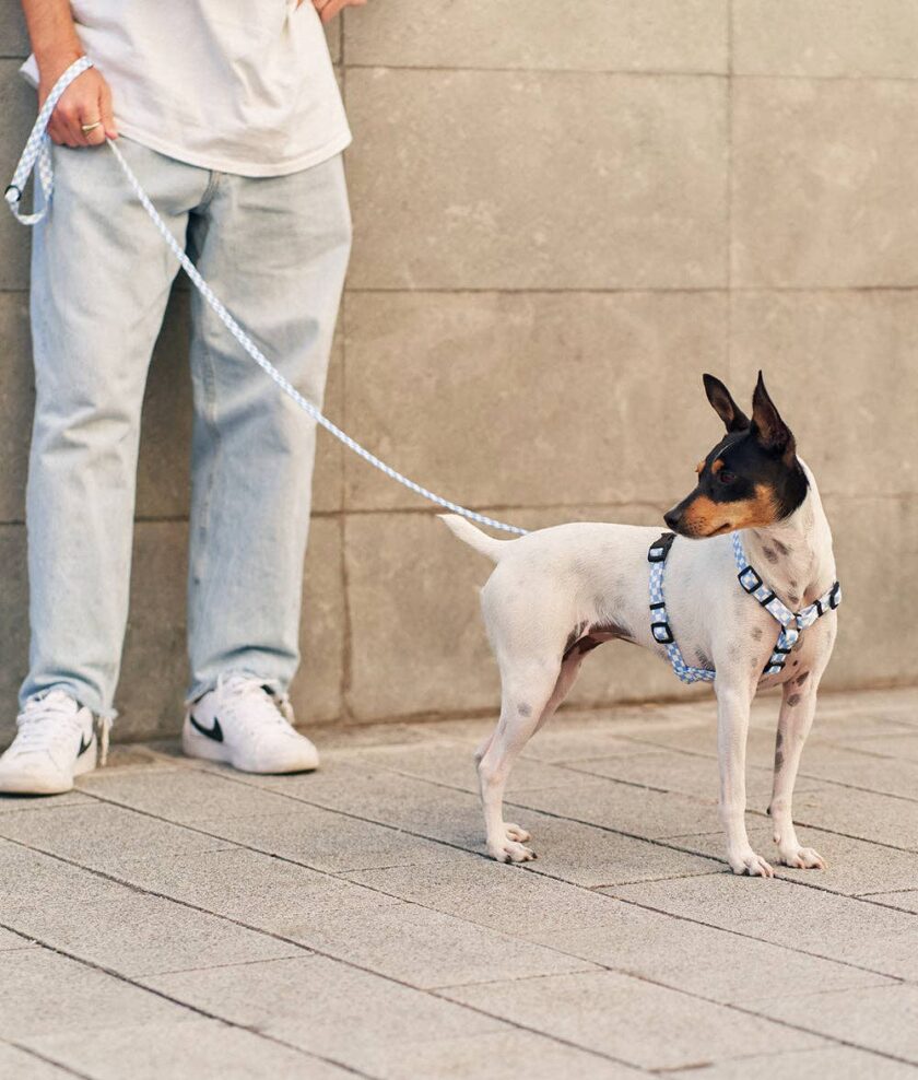 Harnais pour chien en Vichy Blue  Juno