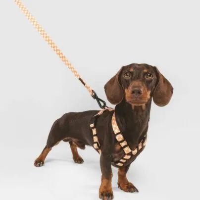 Harnais pour chien  orange Juno