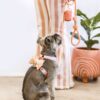 Harnais Classique pour Chien Coloris Cloudberry