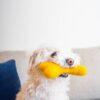 Jouet pour chien - Os en Laine