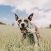 Whitefish Jerky pour chiens - Friandises à mâcher sans plastique