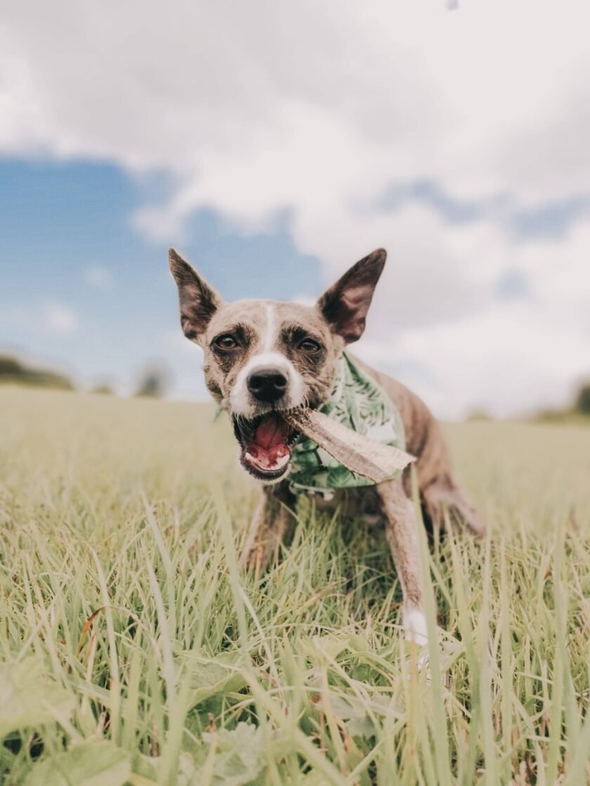 Whitefish Jerky pour chiens - Friandises à mâcher sans plastique