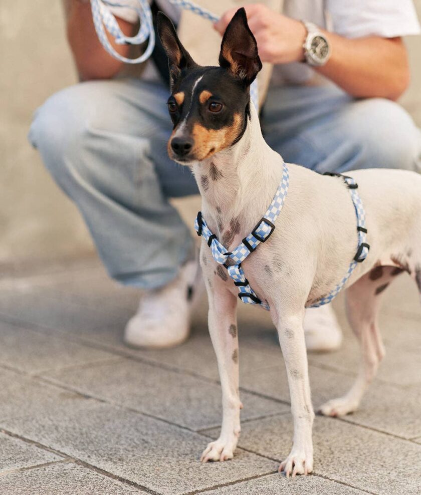 Harnais pour chien en Vichy Blue  Juno