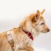 Harnais pour chien classique Rosewood - Promenade en toute élégance et sécurité