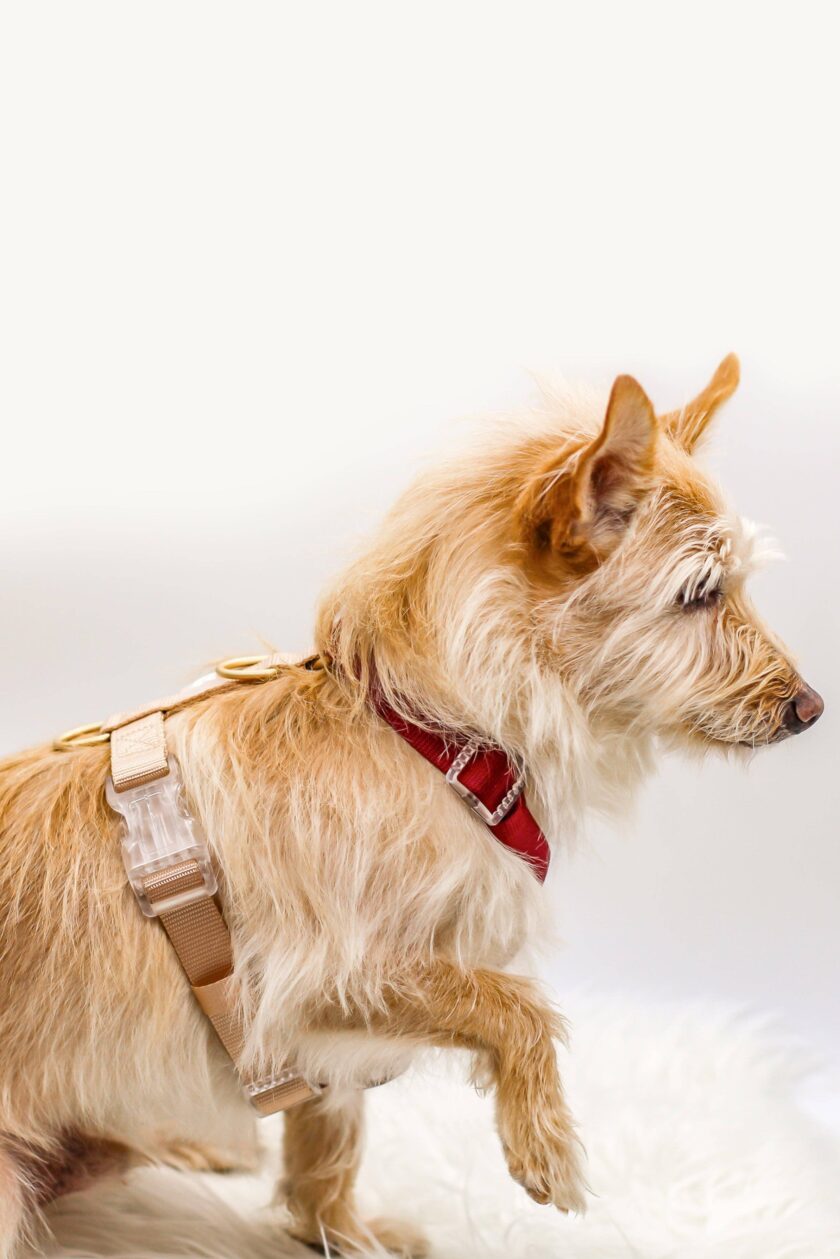 Harnais pour chien classique Rosewood - Promenade en toute élégance et sécurité