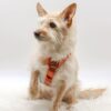 Harnais pour chien classique Desert Dawn