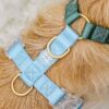 Harnais classique pour chien Hunter Sky