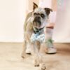 Harnais classique pour chien Hunter Sky