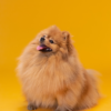 Shampoing sec moussant « SOS » pour chiens