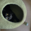 Cat Cave Green Tones - Édition limitée