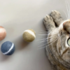 Jouets en feutre pour chiens et chats