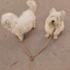 Coupleur laisse chien - biothane