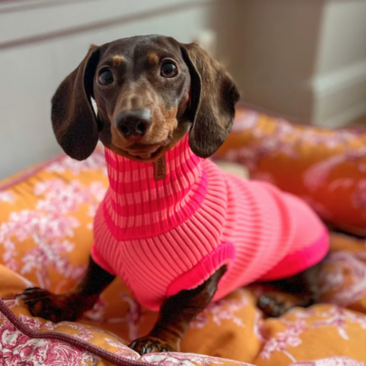 Pull à col roulé réfléchissant pour chiens -  Shugar Schock