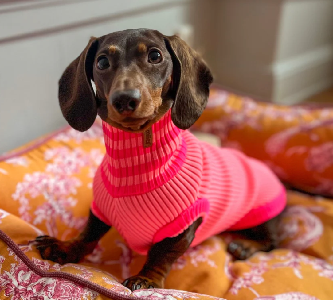 Pull à col roulé réfléchissant pour chiens -  Shugar Schock