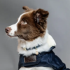 Manteau matelassé pour chien - Noir ou Bleu Marine