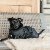 Manteau matelassé pour chien - Noir ou Bleu Marine