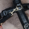 Laisse en sherpa Teddy (2 coloris au choix)
