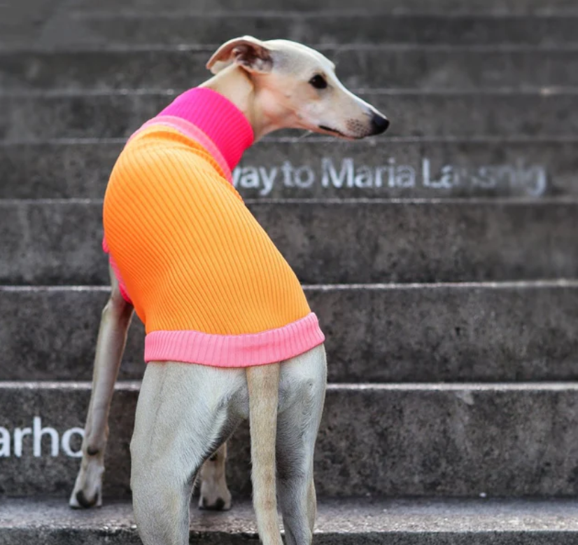 Pull à col roulé réfléchissant pour chiens - Tangerine