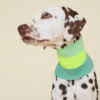 Écharpe pour chiens - 3 coloris