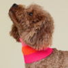 Écharpe pour chiens - 3 coloris