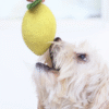 citron laine jouet pour chien