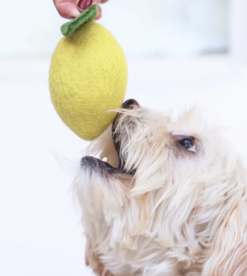 citron laine jouet pour chien