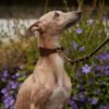 Hound Leather Dog Collar | Brown